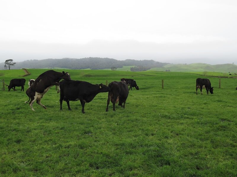 cows paddock mating