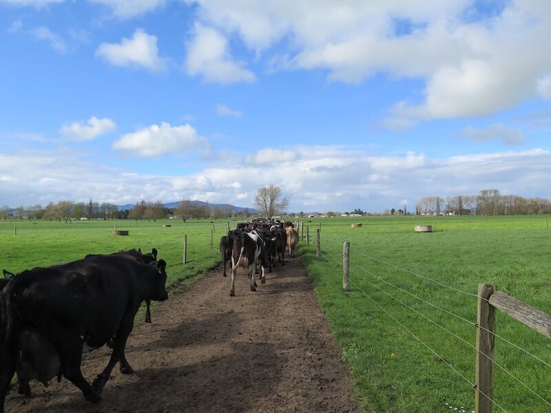 cows walking hero