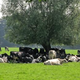 dairy cattle on summer pasture