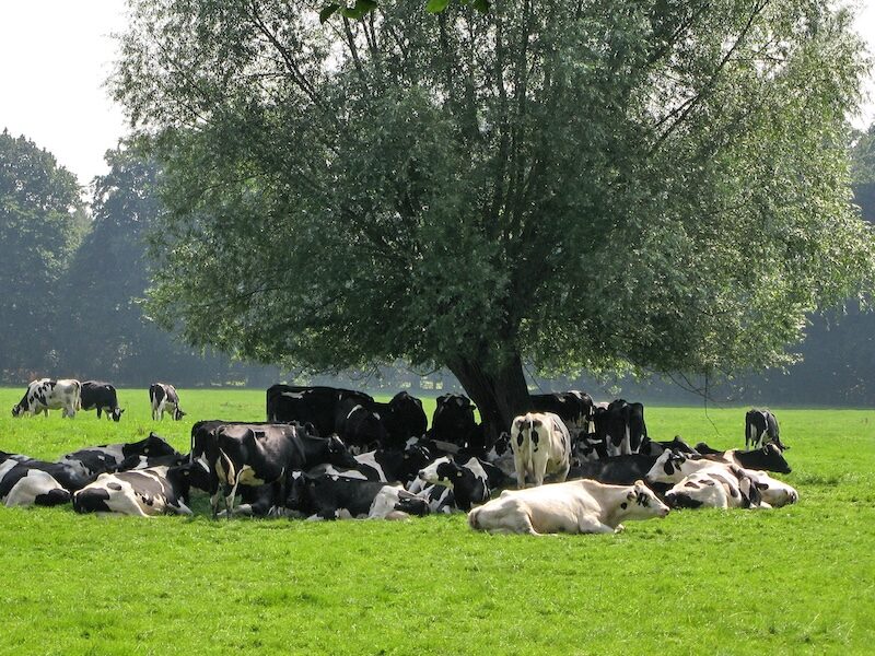 dairy cattle on summer pasture