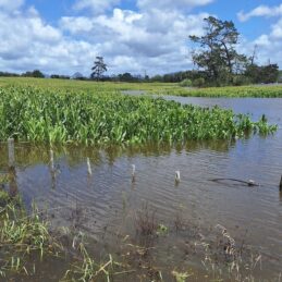 flood maize under water northland