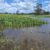 flood maize under water northland