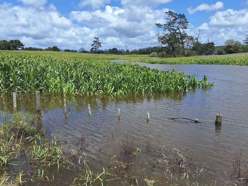 flood maize under water northland