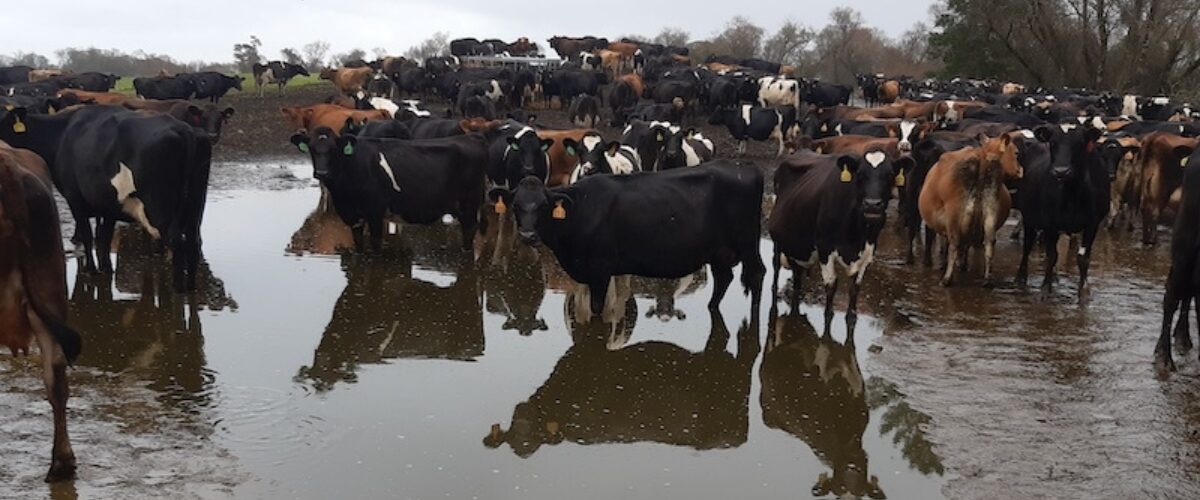cows standing in 'water' myotoxins
