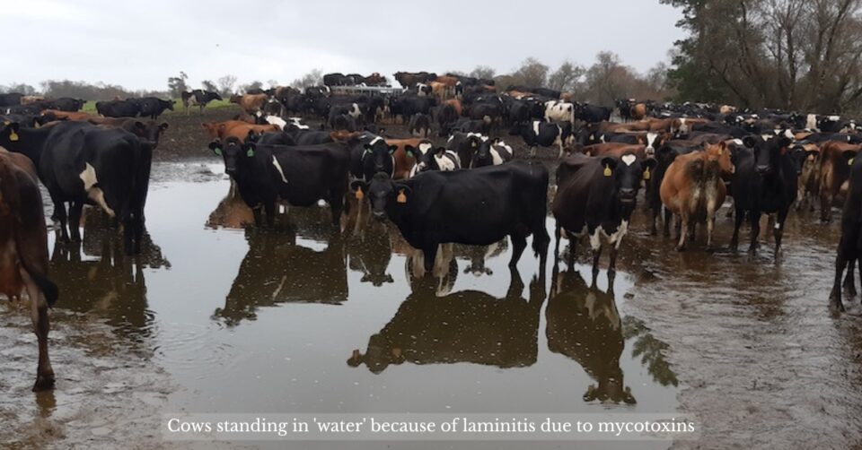 cows standing in 'water' myotoxins