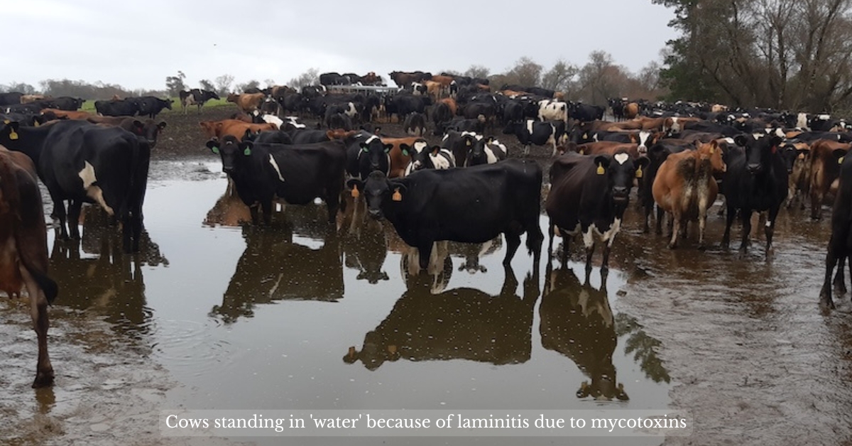 cows standing in 'water' myotoxins