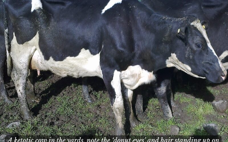 ketotic cow