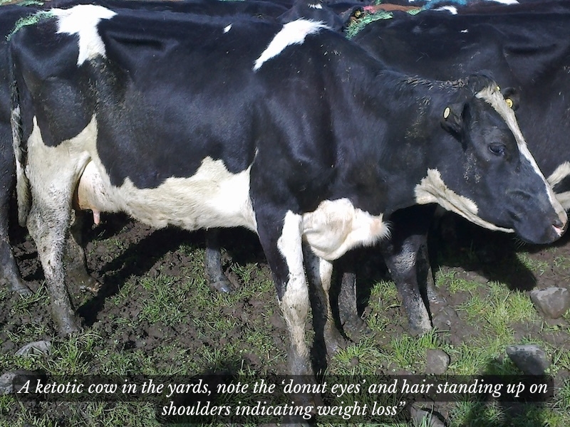 ketotic cow