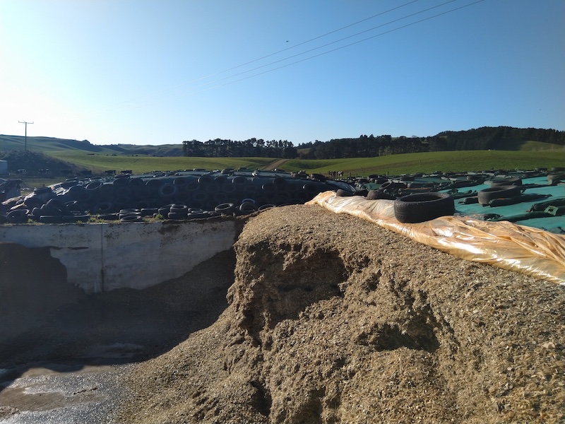 Silage That Performs