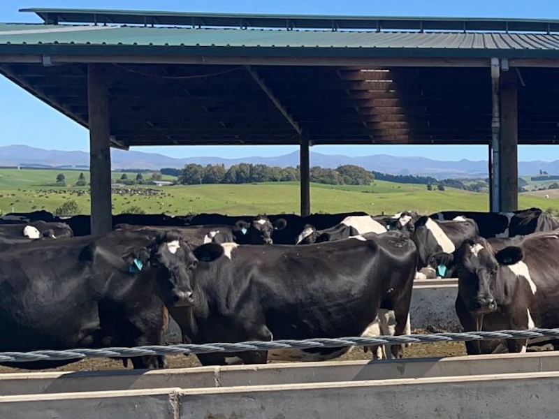 Silage That Performs