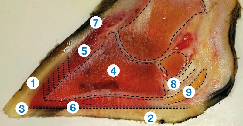 ahdb hoof v2