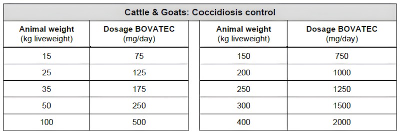 cattle & goats