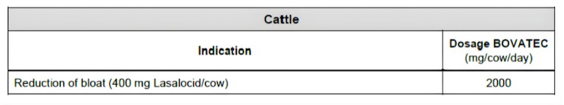 cattle