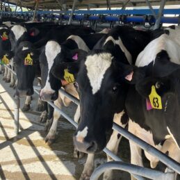 cows in shed