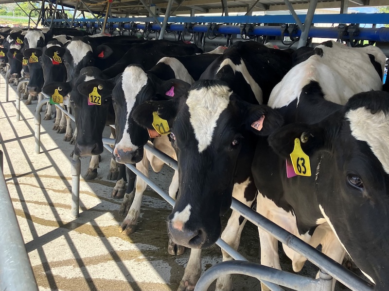 cows in shed