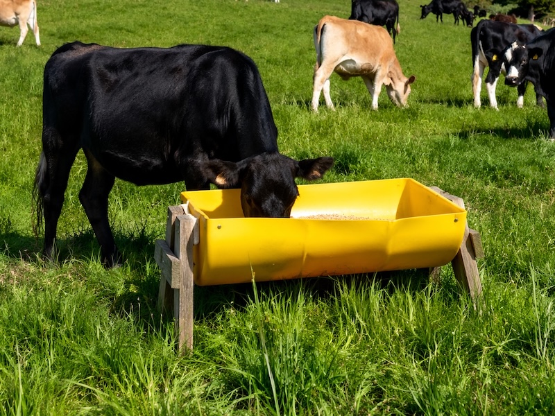 danmix cow trough