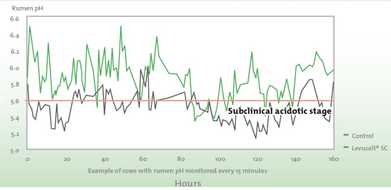 rumen ph monitoring