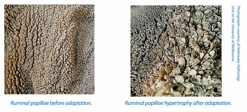rumen papillae