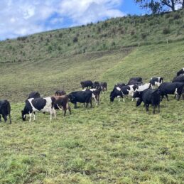 bendale dry cows
