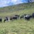 bendale dry cows