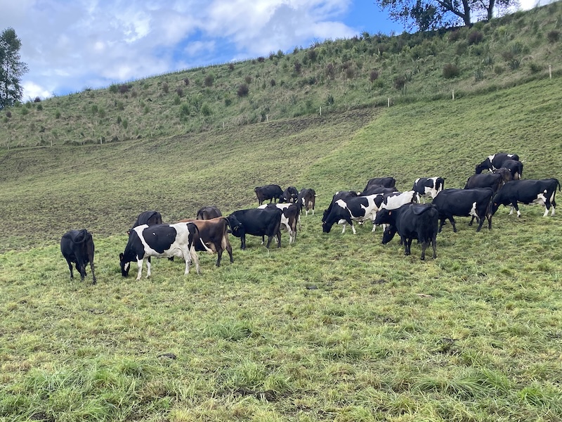 bendale dry cows