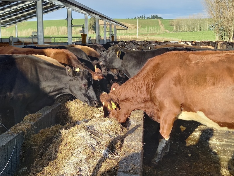 cows eating springer