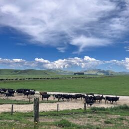 nt mairoa dairies hero