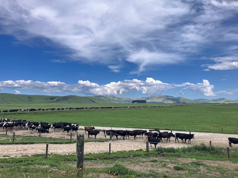 nt mairoa dairies hero