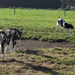 calf jumping