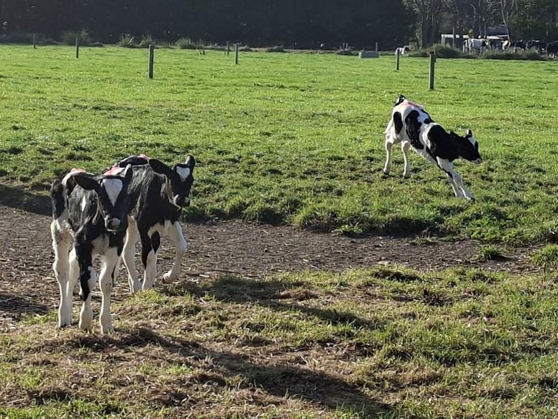 calf jumping