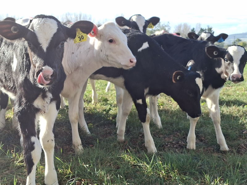 calves