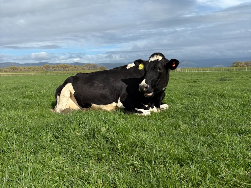 nt anderson cow 2
