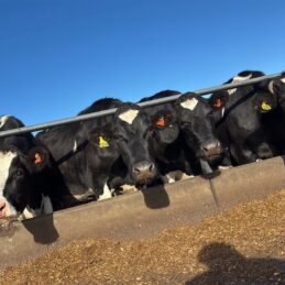 nt anderson cows
