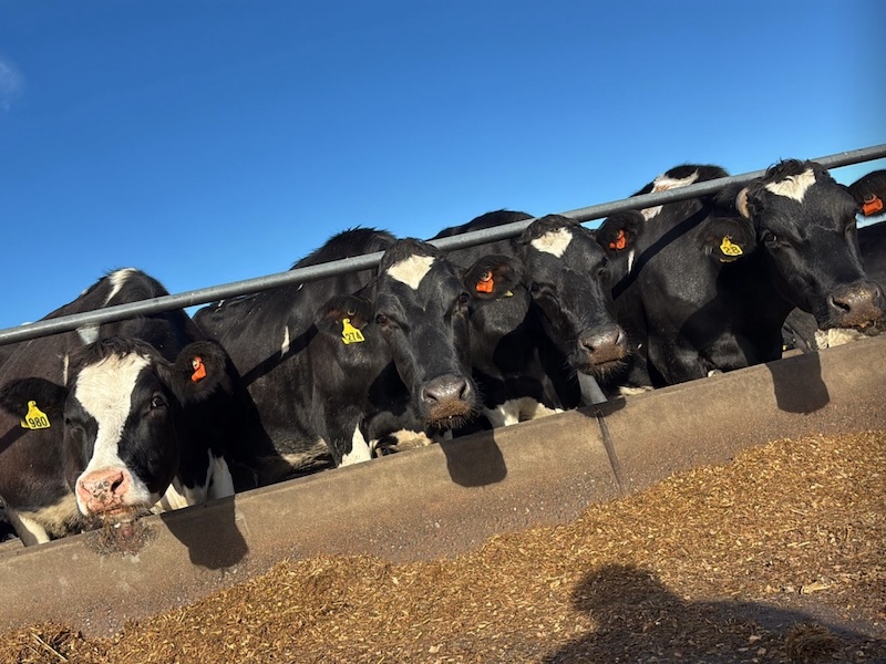 nt anderson cows