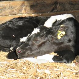 nt cow pen