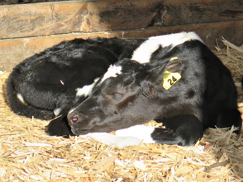 nt cow pen