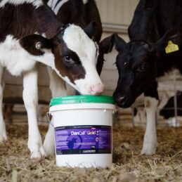 nt featured calves
