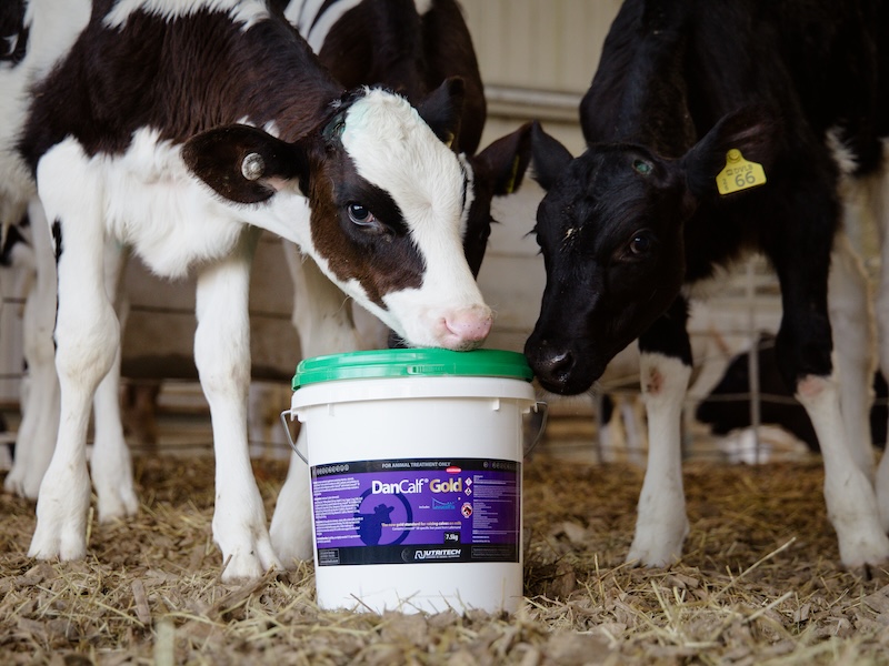 nt featured calves