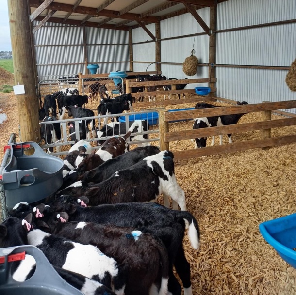rw calf pens